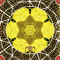 Queen Bee-Nectar of Life